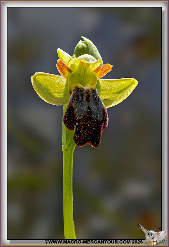 Ophrys des lupercales